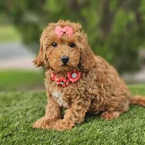 Miniature - Twixie - Female