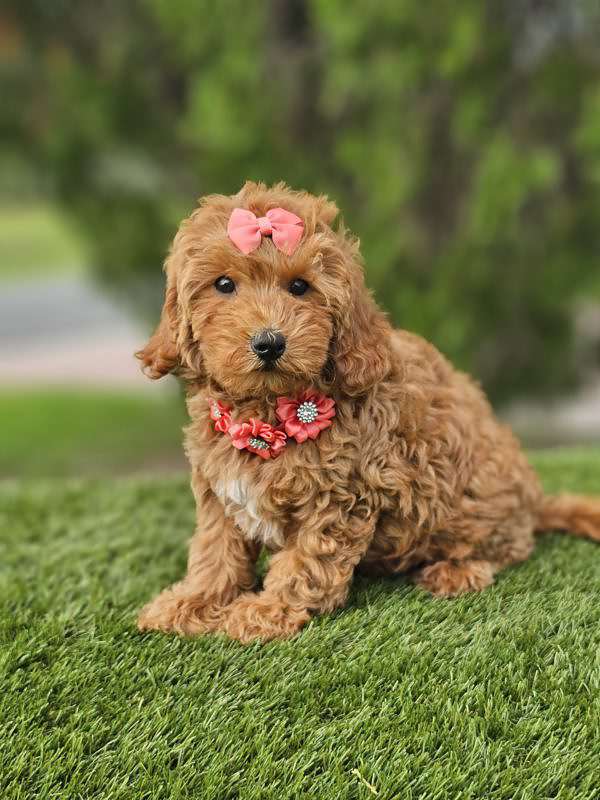 Miniature - Twixie - Female