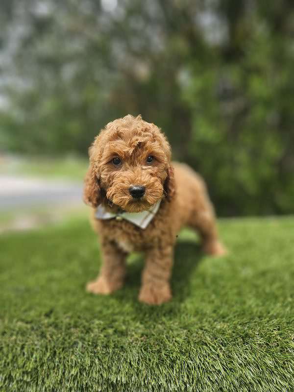 Miniature - Remy - Male - Image 4