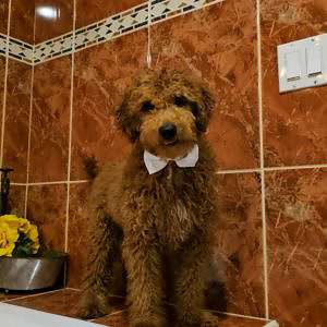 Medium - Sir Fluffington - Male