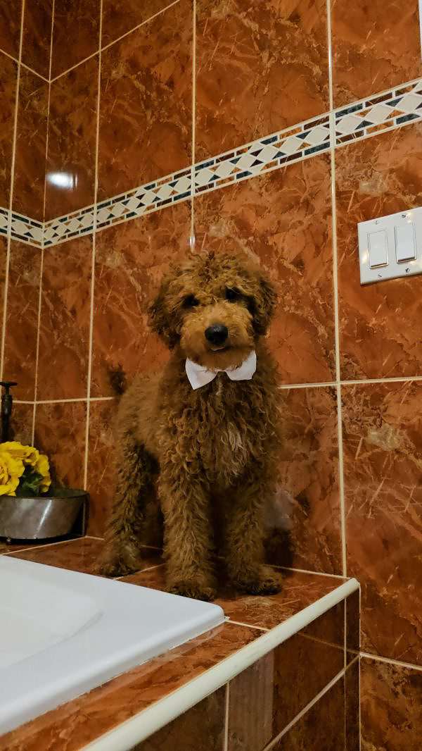 Medium - Sir Fluffington - Male