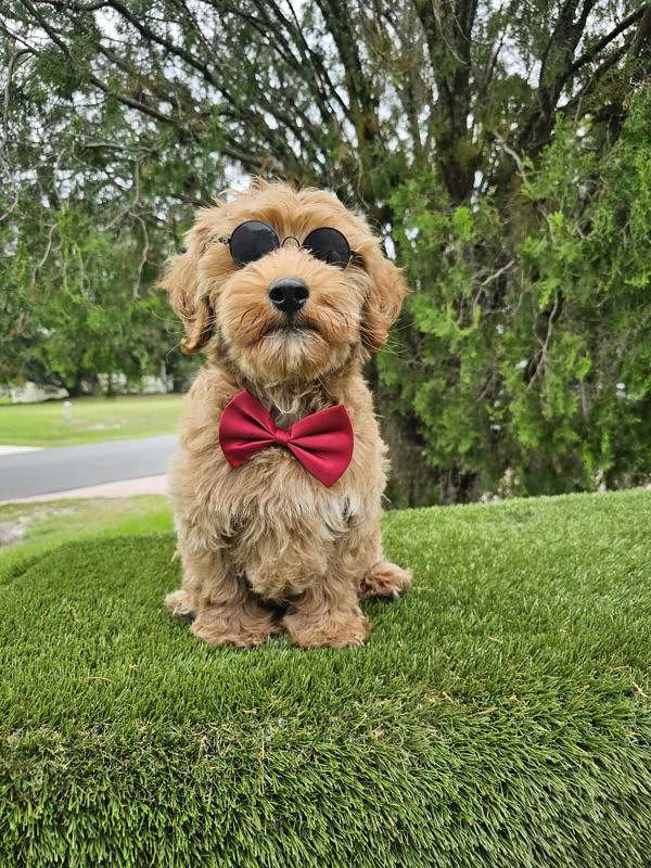 Miniature - Churro - Male - Image 5