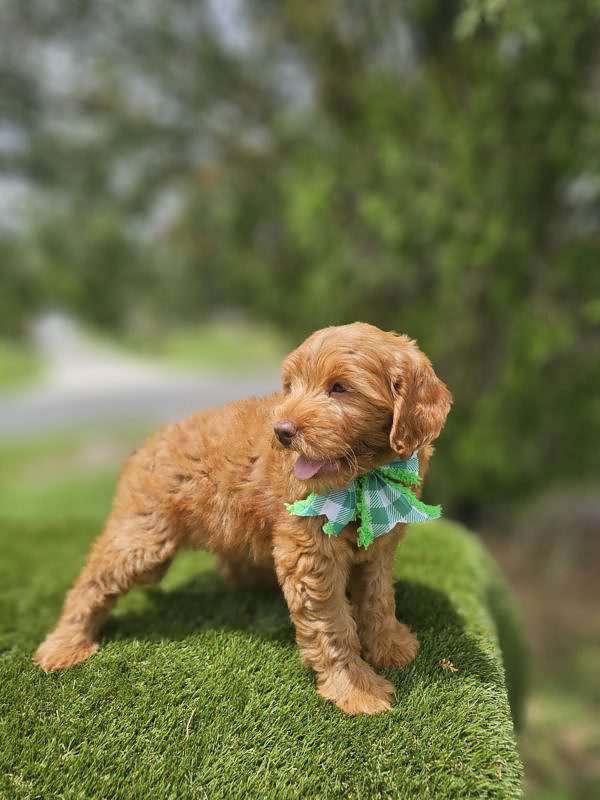 Miniature - Beau - Male - Image 4