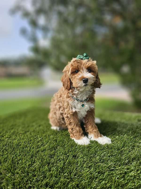Miniature - Chica - Female - Image 2