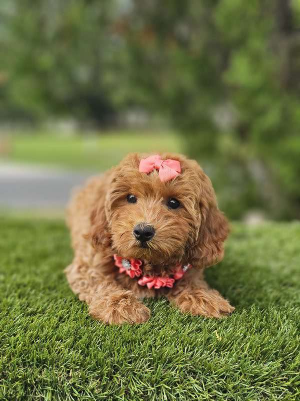 Miniature - Twixie - Female - Image 7