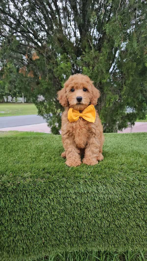 Miniature - Champ - Male - Image 4