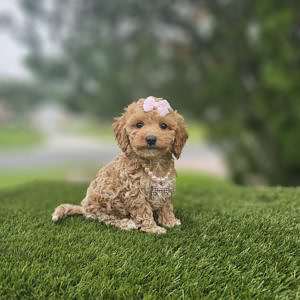 Toy - Lulu - Female