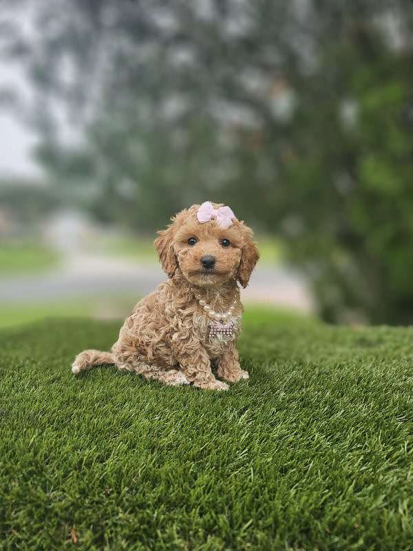 Toy - Lulu - Female