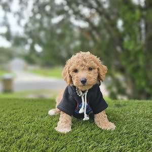 Toy - Sunny - Male