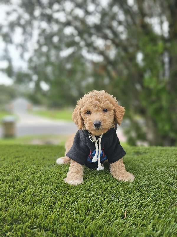 Toy - Sunny - Male