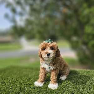 Miniature - Chica - Female