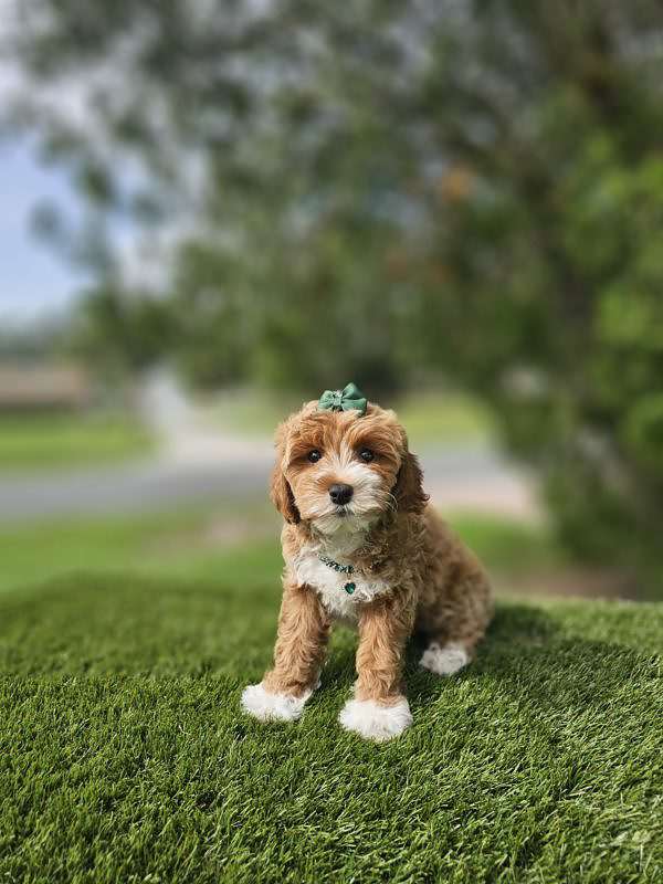 Miniature - Chica - Female