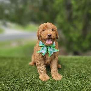 Miniature - Beau - Male