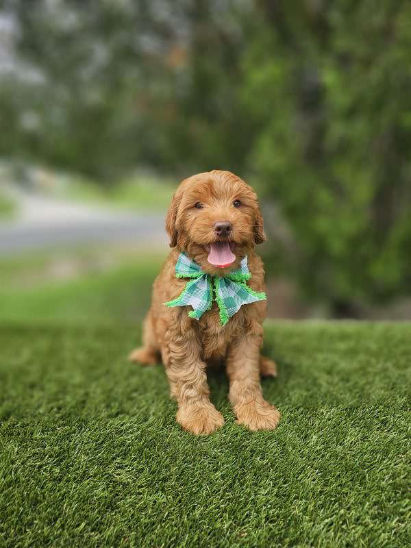 Miniature - Beau - Male