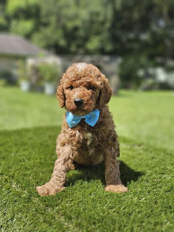 Standard - Sir Waggington - Male - Image 3