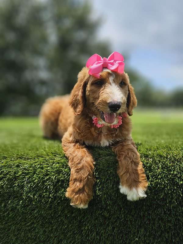 Standard - Marigold - Female - Image 2
