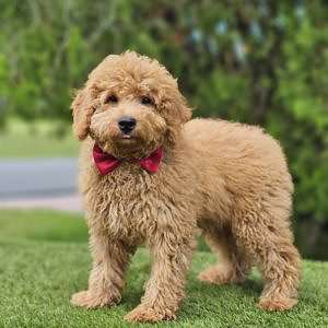 Miniature - Waffle - Male