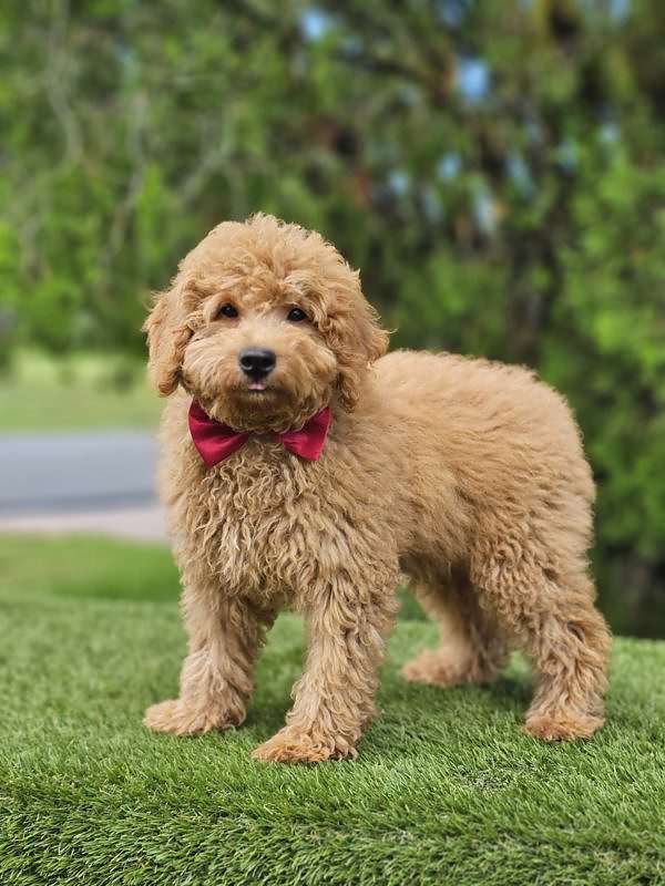 Miniature - Waffle - Male