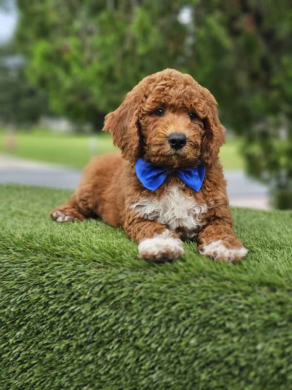 Medium - Tuxedo - Male - Image 8