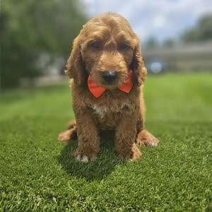 Standard - Baxter - Male