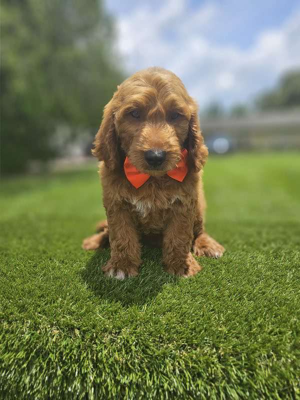 Standard - Baxter - Male