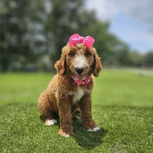 Standard - Marigold - Female