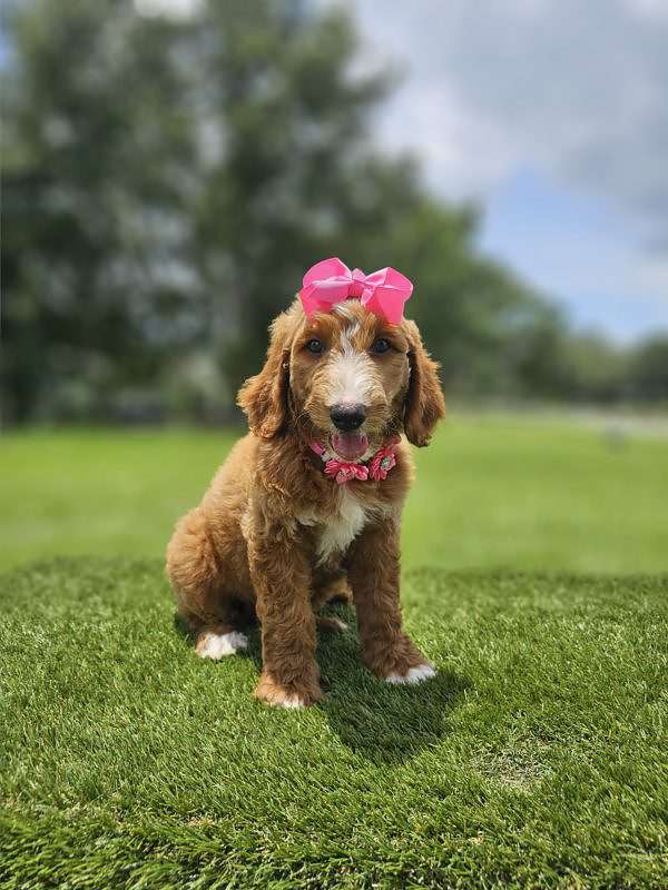 Standard - Marigold - Female