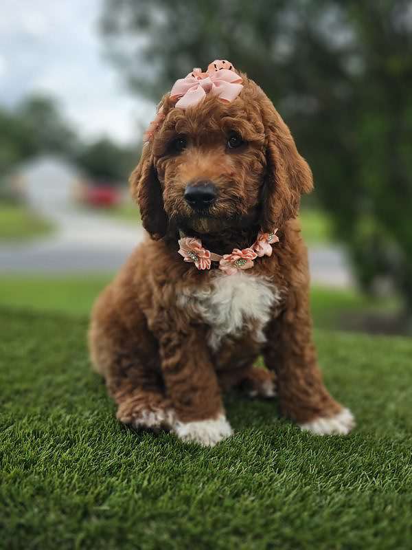 Medium - Cupcake - Female