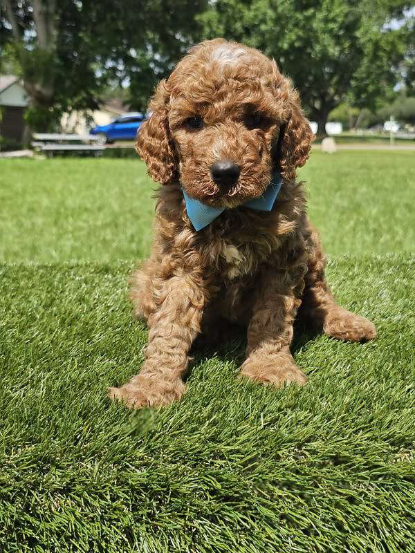 Standard - Sir Waggington - Male - Image 2