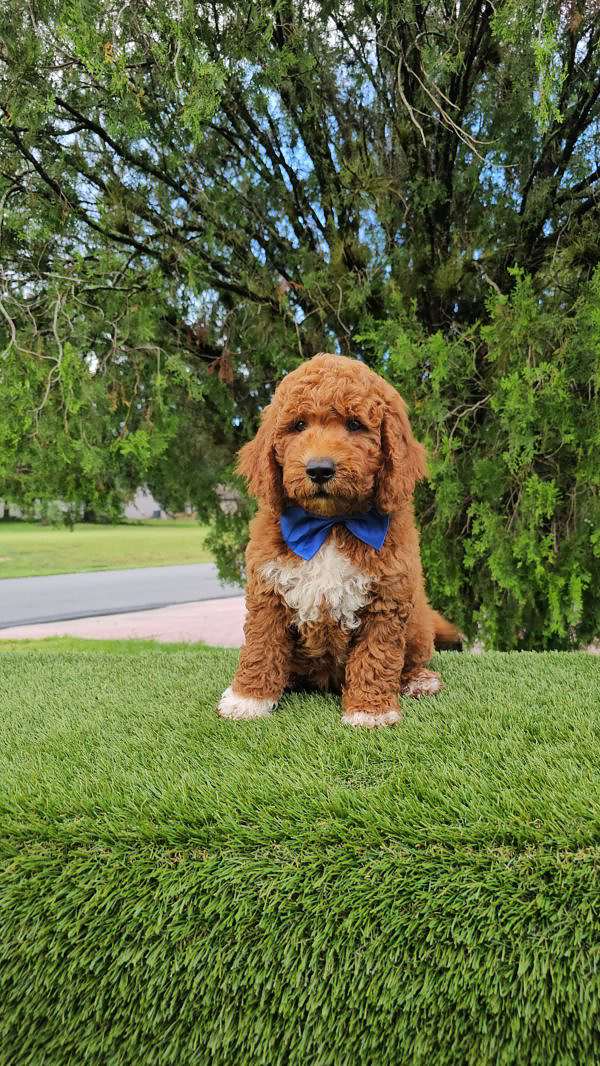 Medium - Tuxedo - Male - Image 2