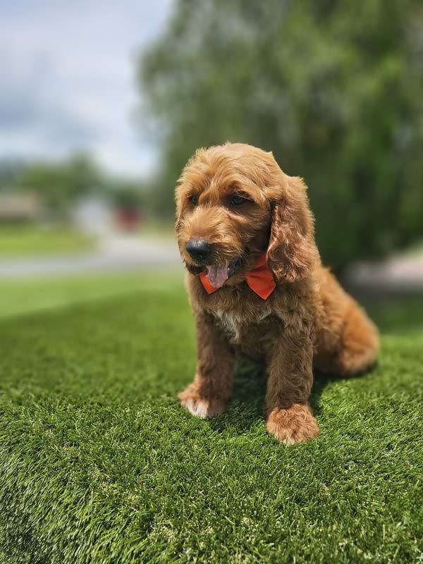 Standard - Baxter - Male - Image 3