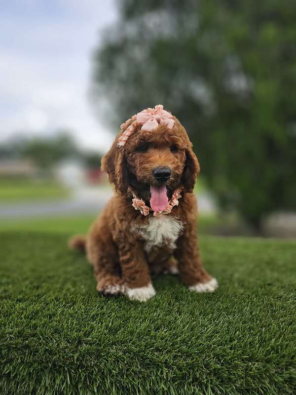 Medium - Cupcake - Female - Image 3