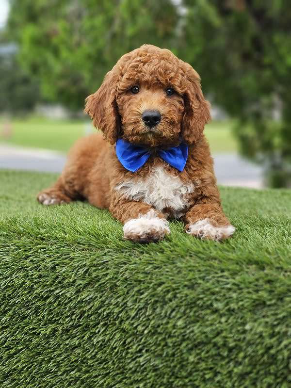 Medium - Tuxedo - Male - Image 4