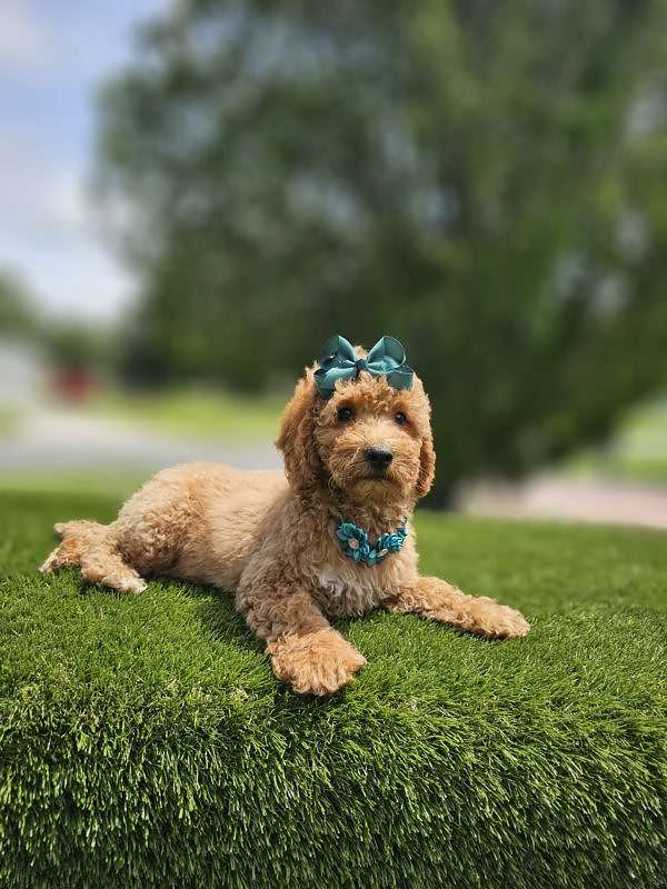 Mini - Flower - Female - Image 2