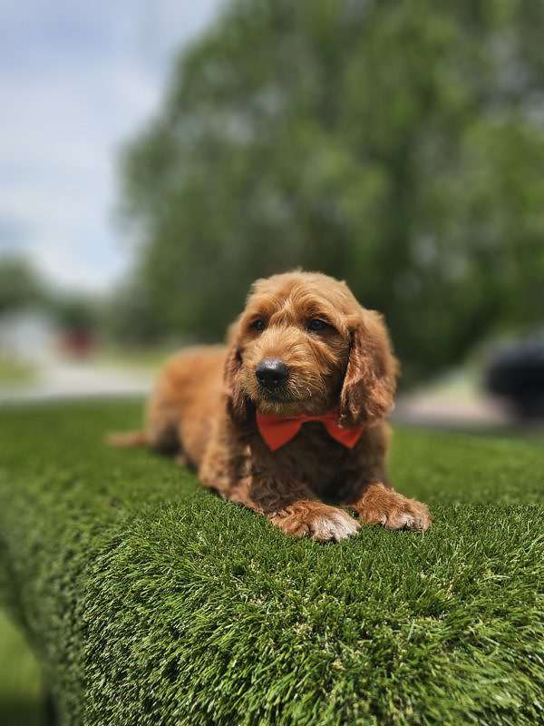 Standard - Baxter - Male - Image 2
