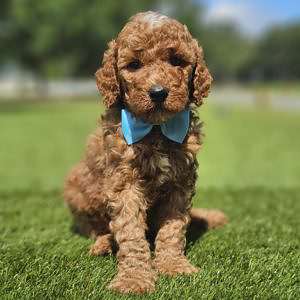 Standard - Sir Waggington - Male
