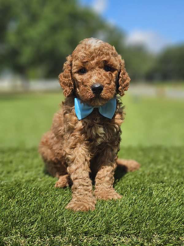 Standard - Sir Waggington - Male