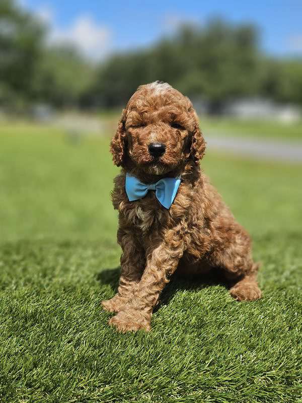 Standard - Sir Waggington - Male - Image 4