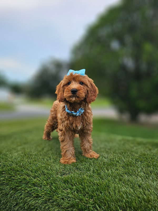 Mini - Coco Puff - Female - Image 2