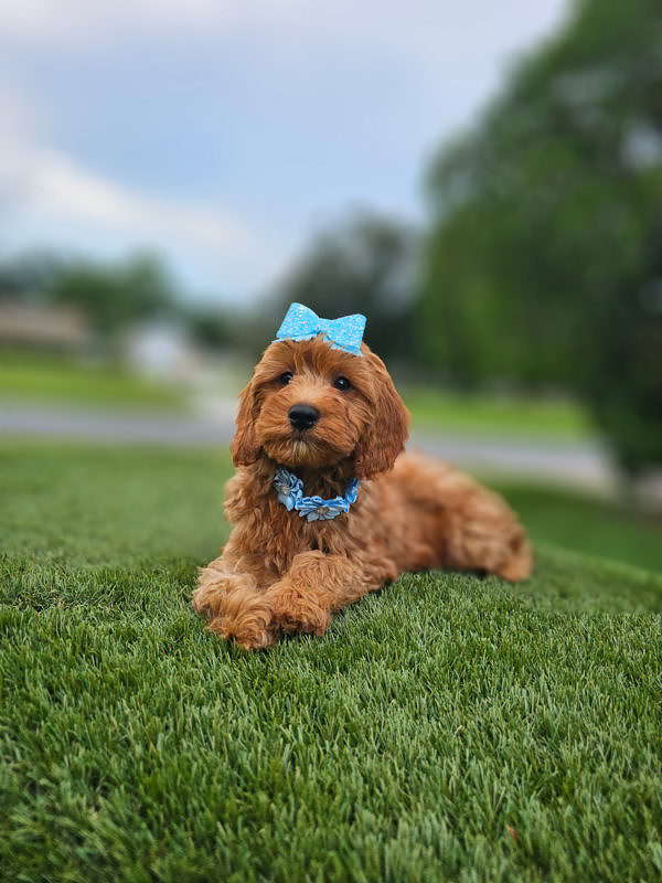 Mini - Coco Puff - Female - Image 6