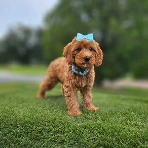 Mini - Coco Puff - Female