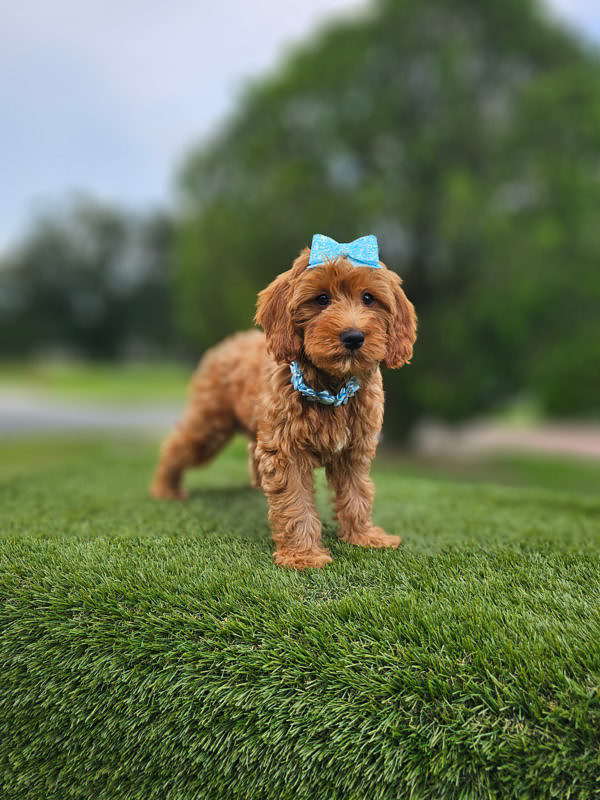 Mini - Coco Puff - Female