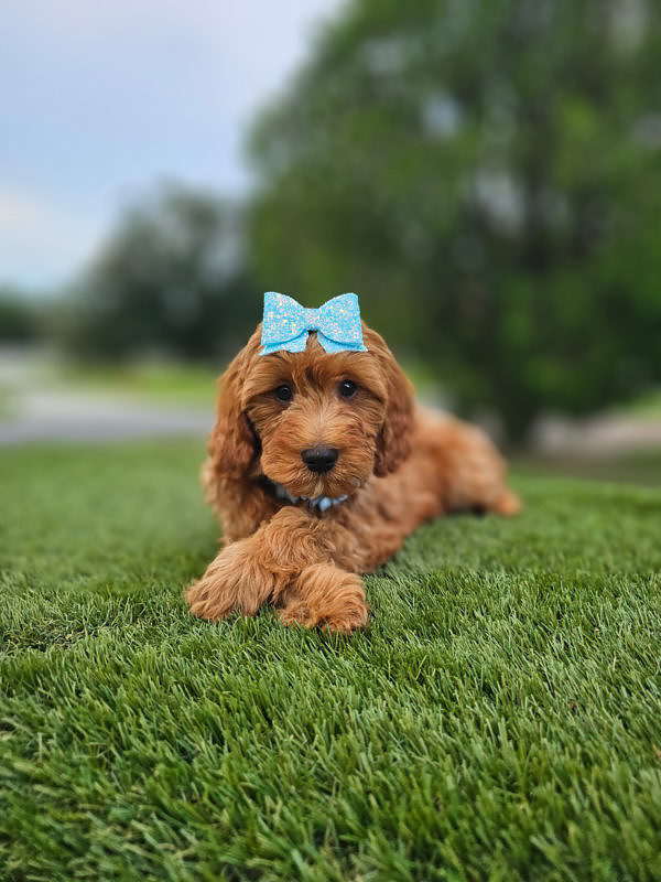 Mini - Coco Puff - Female - Image 3