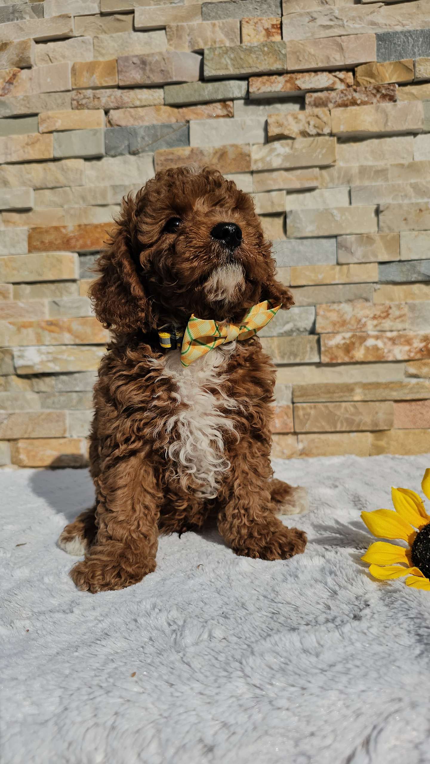 Cavapoo - Mocha Chino - Male - Image 4