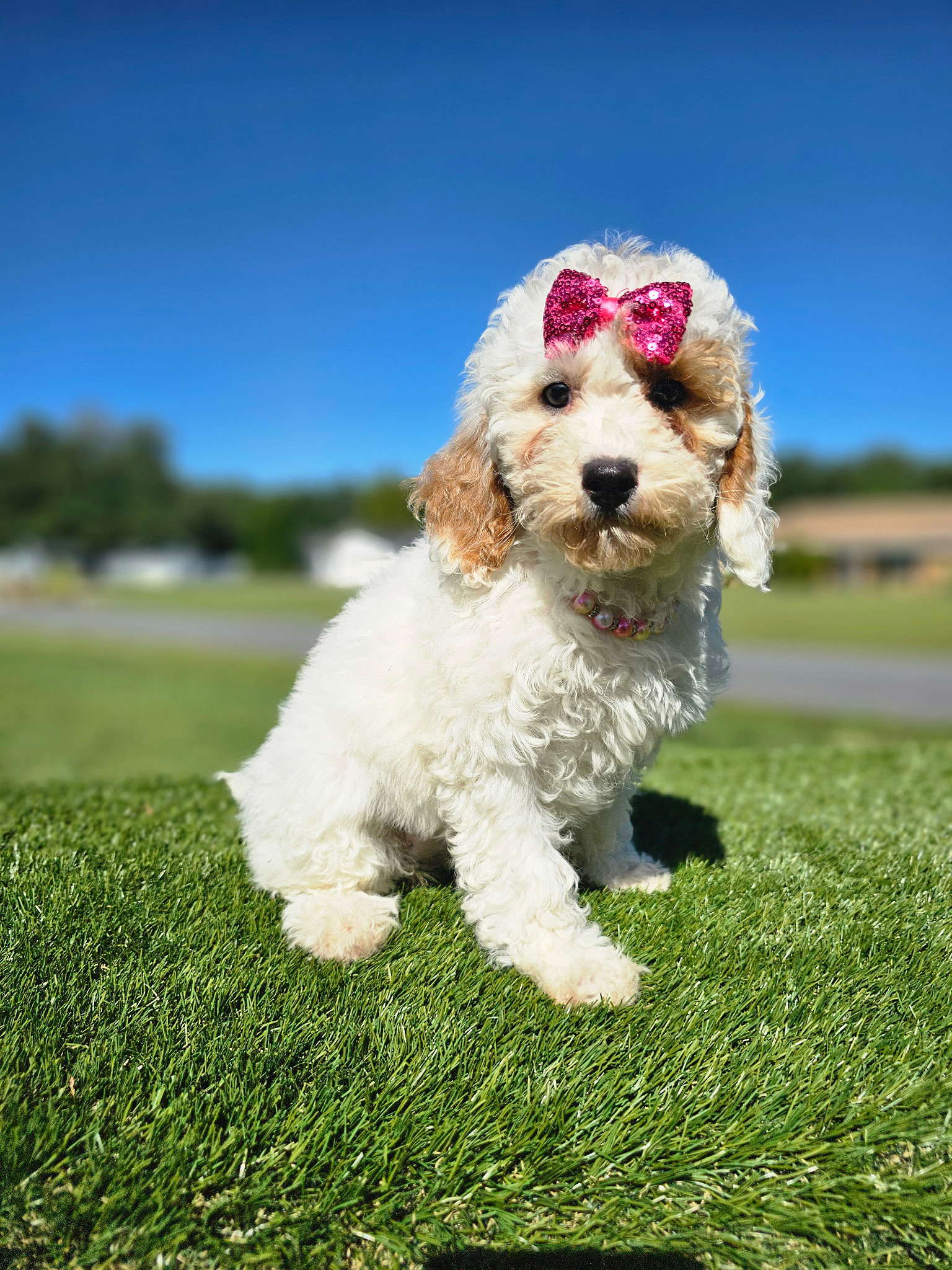 Mini - Glitter Puff - Female - Image 5