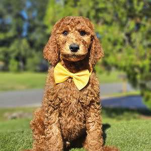 Standard - Finnegan - Male