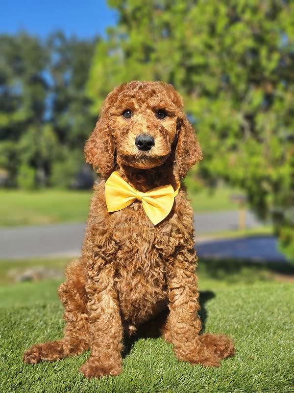 Standard - Finnegan - Male
