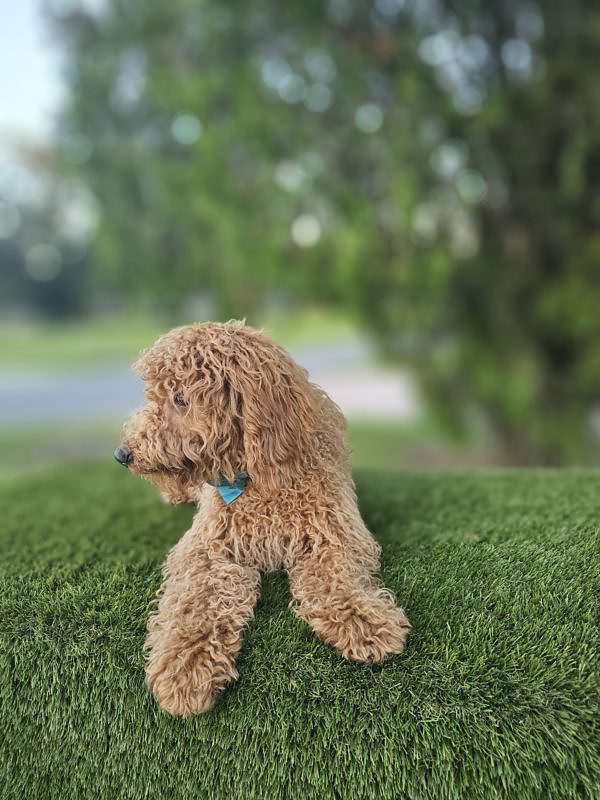 Mini - Archie - Male - Image 6