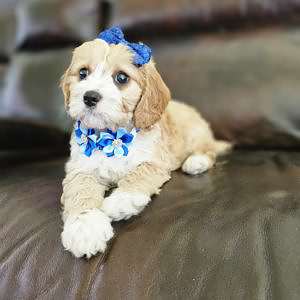 Cavapoo - swiss Almond - Female