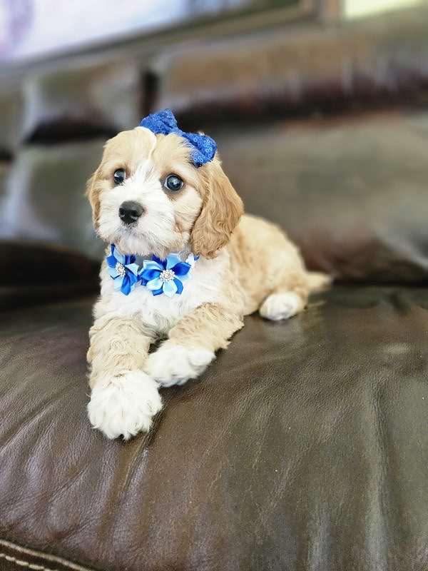 Cavapoo - swiss Almond - Female